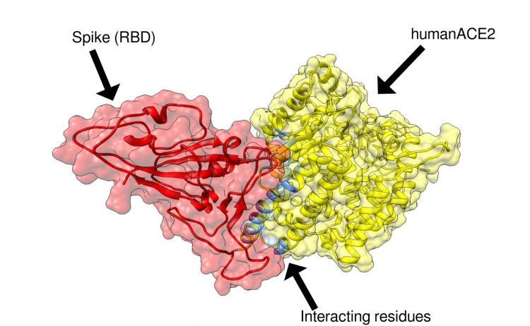 Spike protein and ACE2 receptor