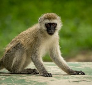 vervet monkey sat facing the camera