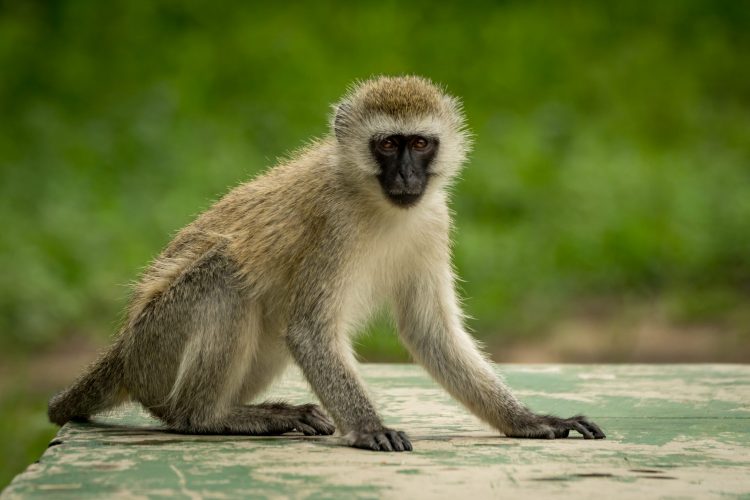vervet monkey sat facing the camera