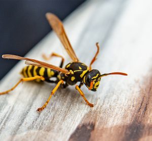 Wasp on a wooden platform [Credit: University of Pennsylvania].