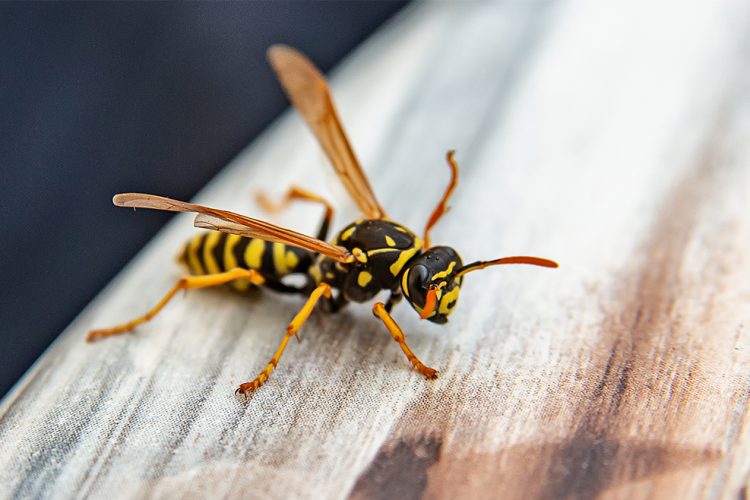 Wasp on a wooden platform [Credit: University of Pennsylvania].