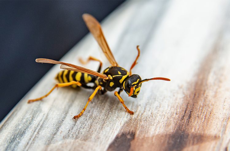 Wasp on a wooden platform [Credit: University of Pennsylvania].