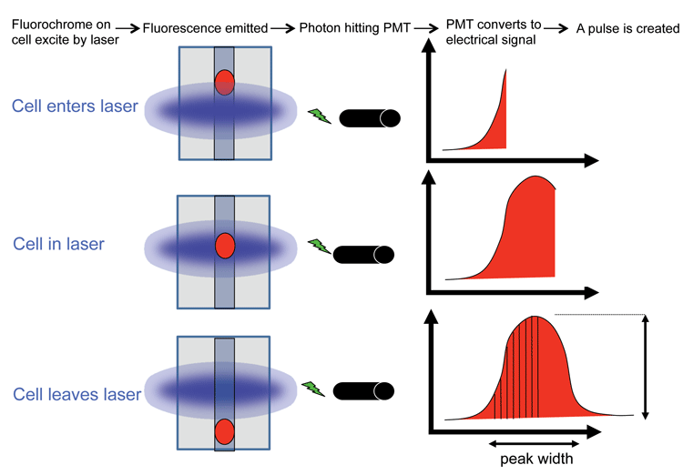 Figure 2: Diagram showing how a pulse is created as a cell passes through the laser beam. For every cell that passes through the laser beam a pulse is created in every parameter being measured. The height, width and area of the pulse is recorded. Credit: Rachael Walker, Babraham Institute.