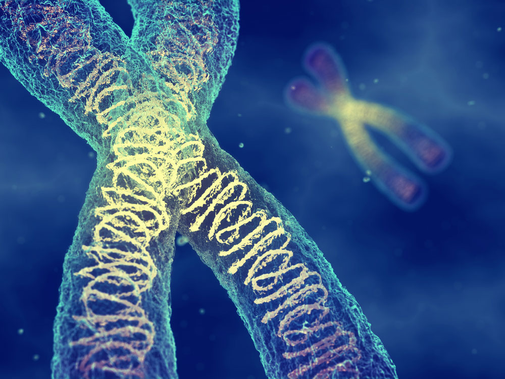 Smchd1 Protein Found Essential To X Chromosome Inactivation