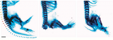 Effects of drug CHIR99021 on mouse skeleton