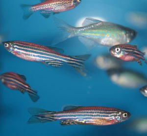 Peptide tested in zebrafish