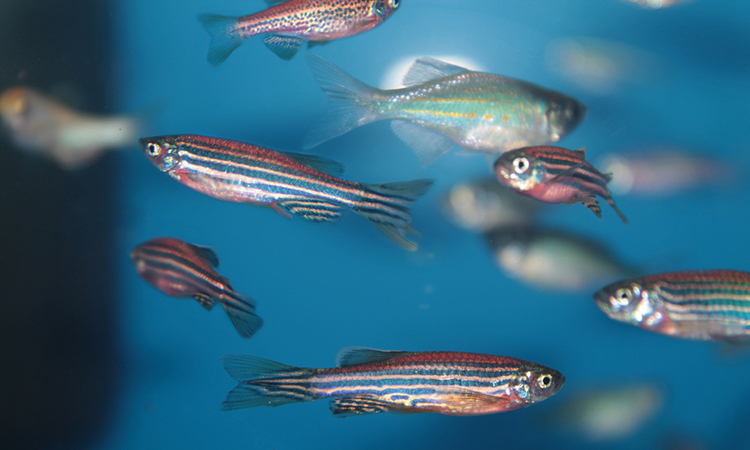 Peptide tested in zebrafish