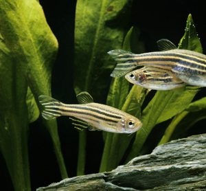 Zebrafish