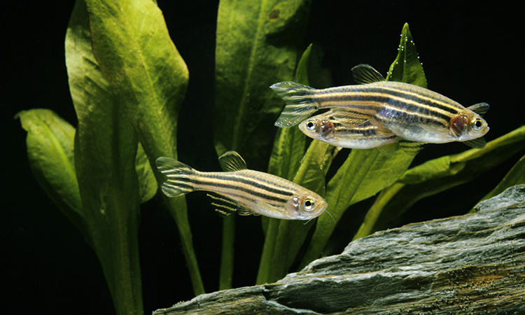 Zebrafish