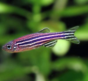 CRISPR and zebrafish