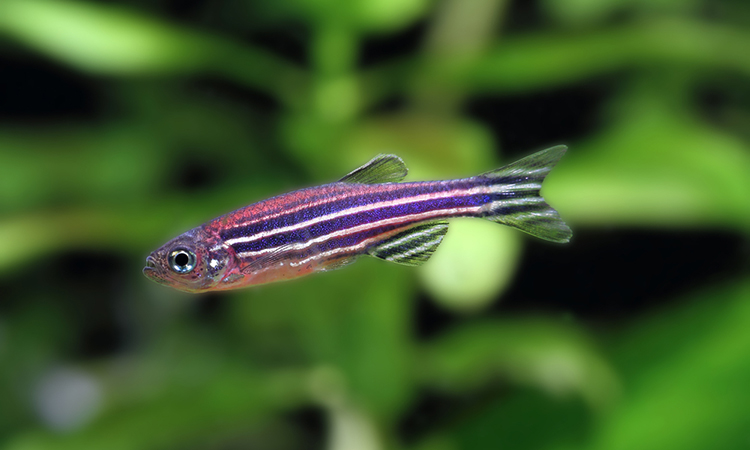 CRISPR and zebrafish