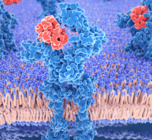 GPCR
