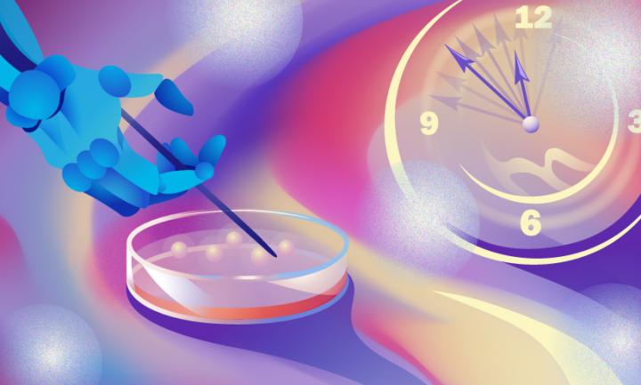 robotic hand pipetting from petri dish of organoids next to a clock - idea of automation speeding up organoid development [Credit: Daria Sokol/MIPT Press Office].