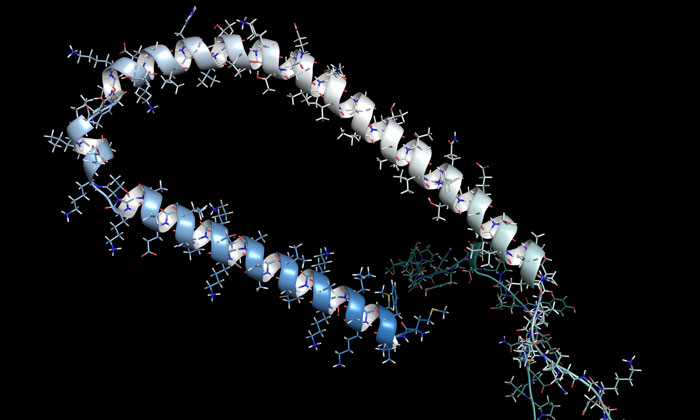 alpha-synuclein fibre