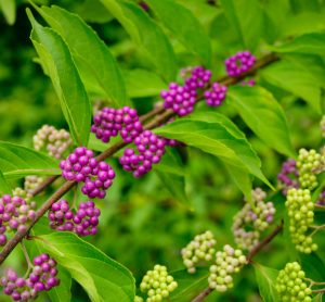 American beautyberry shrub with purple berries in clusters and bright green leaves