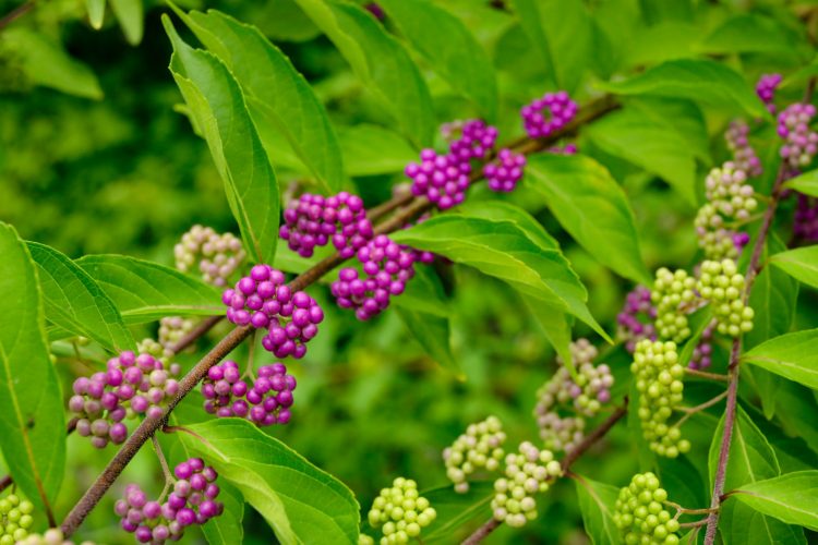 American beautyberry shrub with purple berries in clusters and bright green leaves