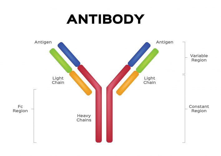 antibody with regions labelled