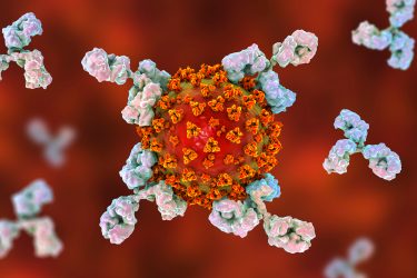 white antibodies attacking an orange coronavirus particle with yellow neuraminidase proteins on its surface