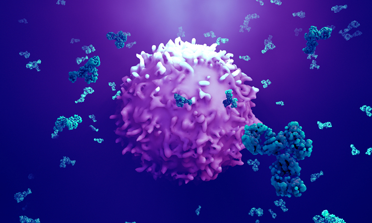 Antibodies attack a cancer cell or virus 3d illustration