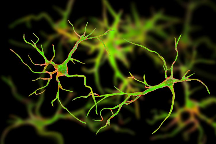 two astrocytes coloured green