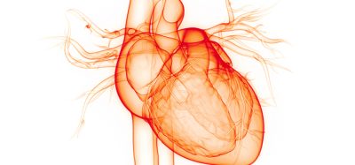 atrial fibrillation.Human,Circulatory,System,Heart,Anatomy.,3d
