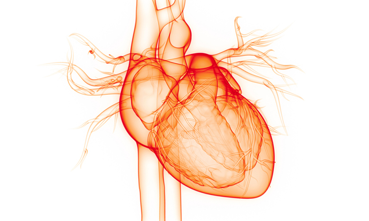 atrial fibrillation.Human,Circulatory,System,Heart,Anatomy.,3d