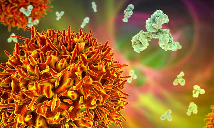 B-cell and antibodies, 3D illustration. Principles of immunity