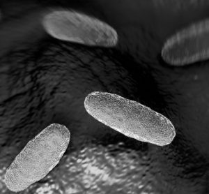 bacteria