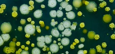 Yersinia bacteria