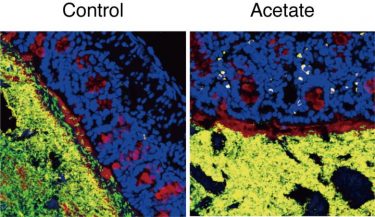 Acetate increased IgA production