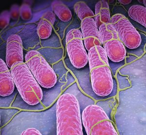 bacteria