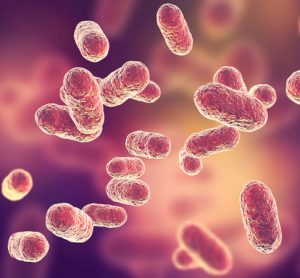 bacteria