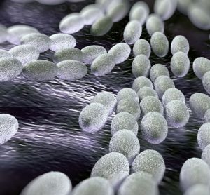 bacteria