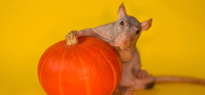bald mouse