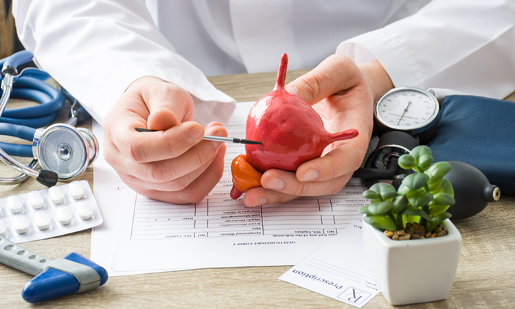 Physician shows to patient shape of urine bladder with focus on hand with organ. Scene explaining patient causes and localization of diseases of bladder and the urinary system