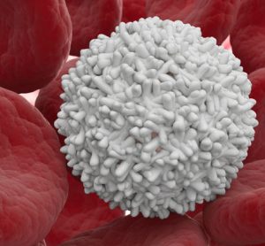 blood stem cells-immune
