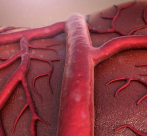 blood vessel