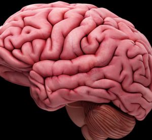 3D rendering of a brain