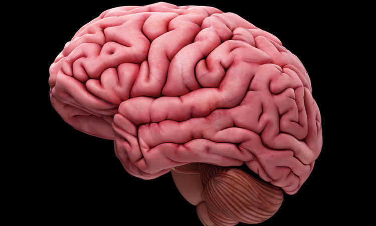 3D rendering of a brain