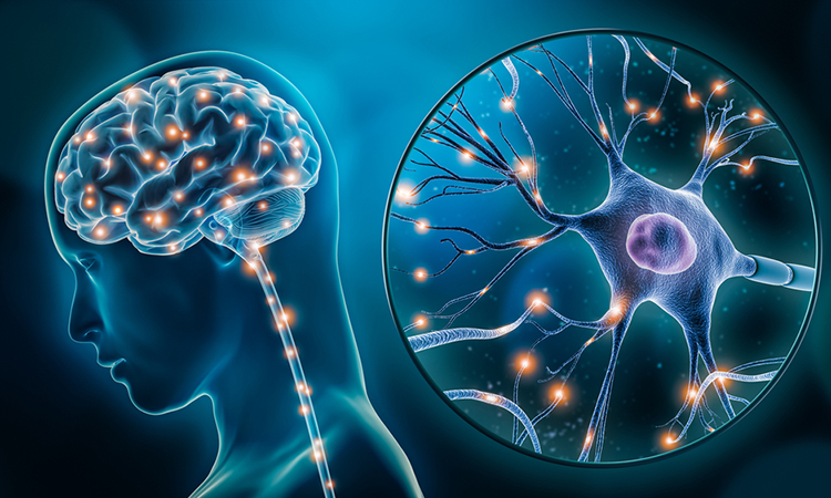 3D rendering illustration of human brain stimulation or activity with neuron close-up.