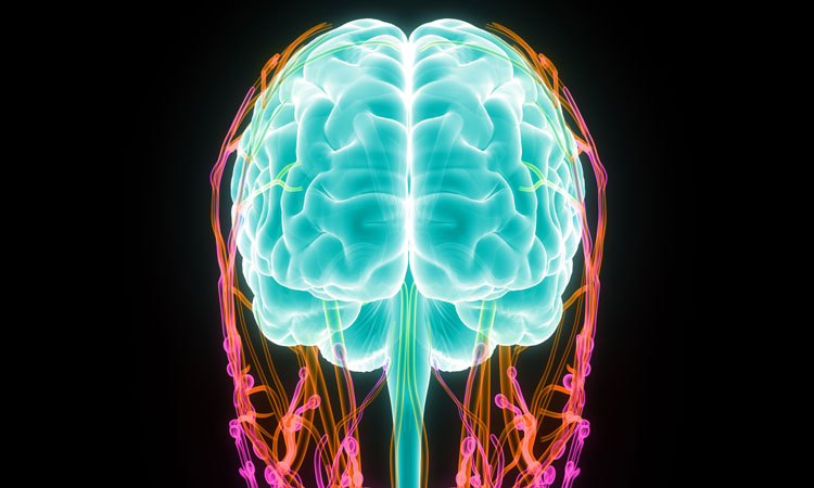 brain lymph vessels MS