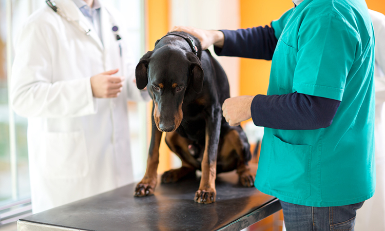 canine melanoma