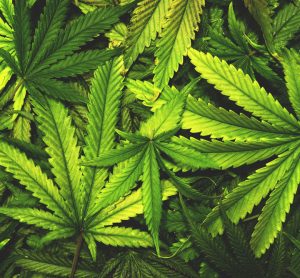 Medicinal cannabis