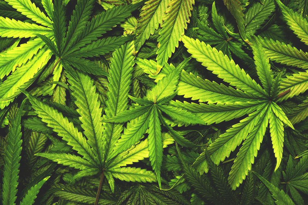 Medicinal cannabis