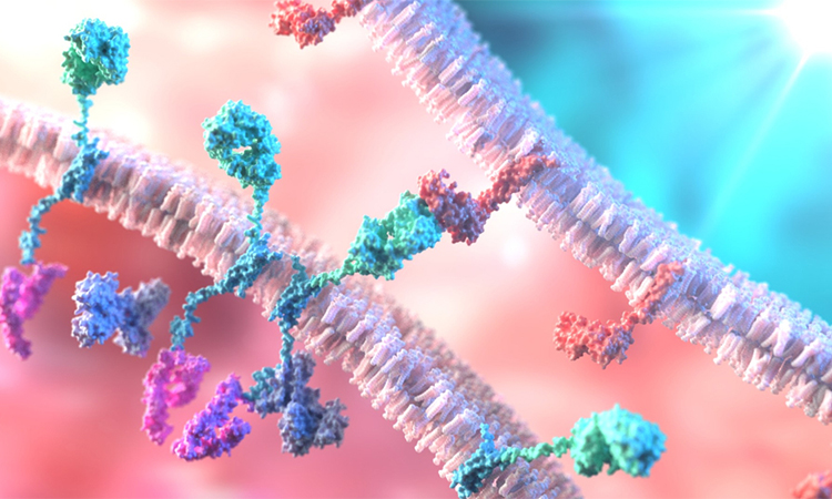 CAR T-Cell Therapy. T-Cell binding to a tumour cell using Chimeric Antigen Receptor (CAR)