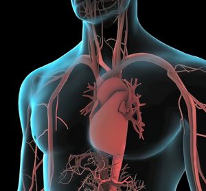 Image showing Human body, heart and vascular system. The circulation of blood in the body.3d illustration