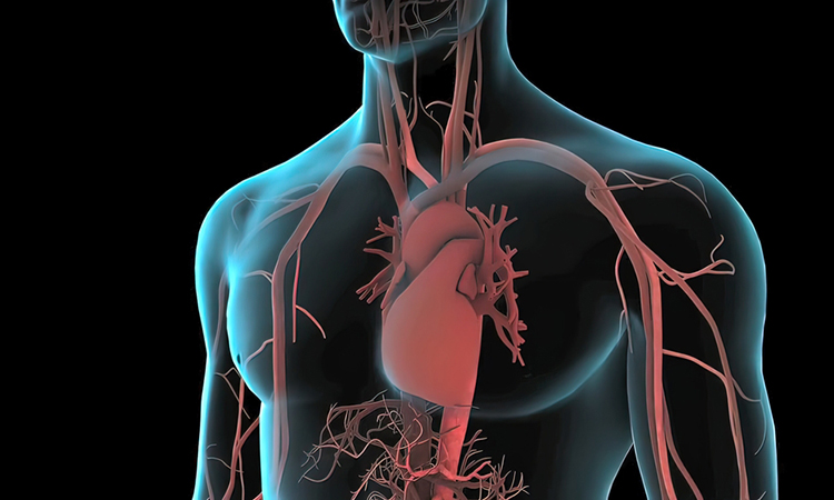 Image showing Human body, heart and vascular system. The circulation of blood in the body.3d illustration