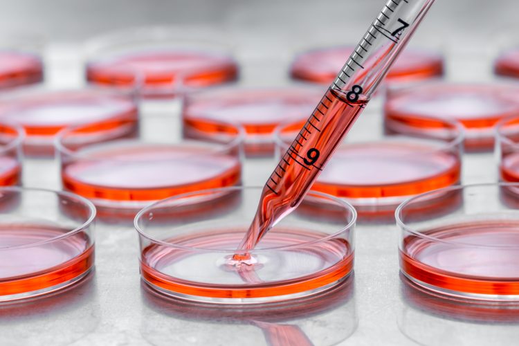 Cell culture plates with orange growth media and a pipette above