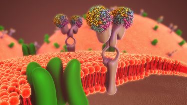 cell membrane with various channels and receptors