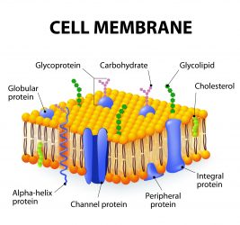 Cell membrane diagram showing the carbohydrates on human cellls.
